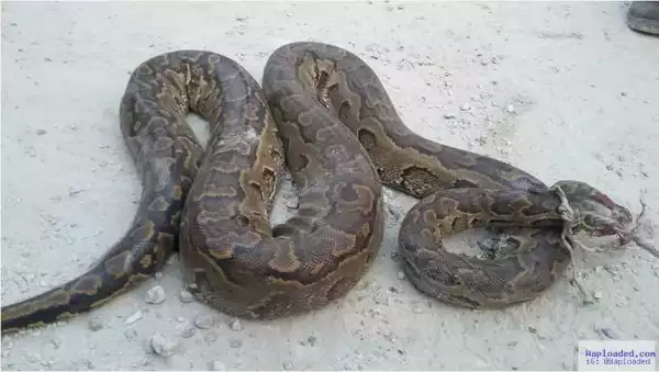 Jeez!! See The Huge Big Python Killed in an Oil Company in Delta State [Photos]